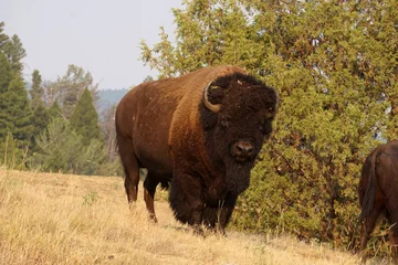 Fototapeten big bison bull standing still © Gaurakisora