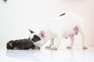 blue tan french bulldog puppy and mom on isolate background