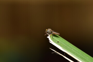 Robber fly it is a predatory insect that eats other insects as food.