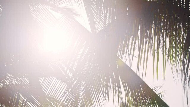 View of the palm trees texture and pattern in backlight, scenic coconut palms 4K