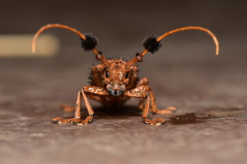 Longhorn Beetle, Hairy Tuft-bearing Longhorn or Aristobia horridula (Hope) lives on young branches and stems that are food plants such as wild padauk trees.