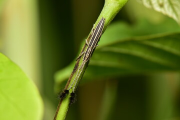 Brentidae it is an insect that is harmless to humans because it consumes plant leaves as food.