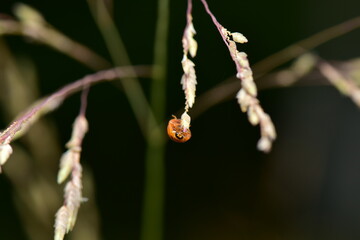 Ladybird beetles, Ladybugs or Coccinellidae it is classified as a beetle in the rank of coleoptera.