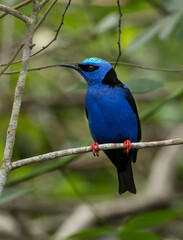 Red-legged Honeycreeper