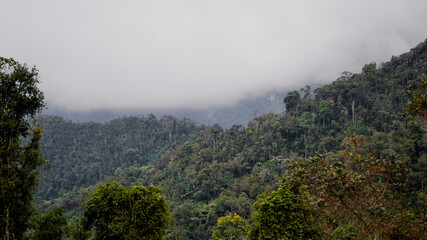 Fototapeta na wymiar bosque nativos colombianos en un día nublado