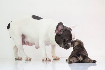 blue tan french bulldog puppy and mom on isolate background