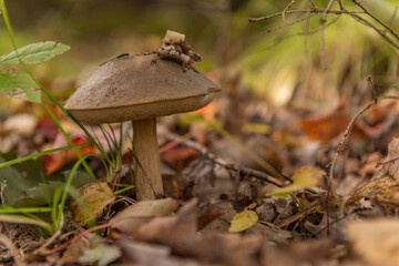 Mushroom on the Forest Floor in Autumn