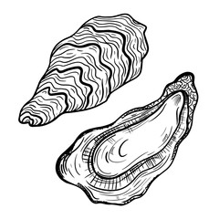Oysters vector icon. Isolated illustration of an open and closed oyster. A seafood delicacy. Sketch of food. Fresh sea clam in the shell. Hand-drawn marine animal. Bivalve molluscs. Monochrome. © shamanistik_art