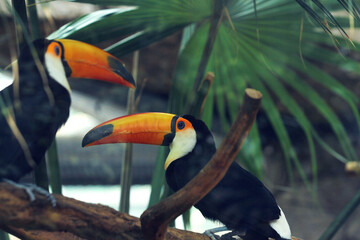 toucan on a branch