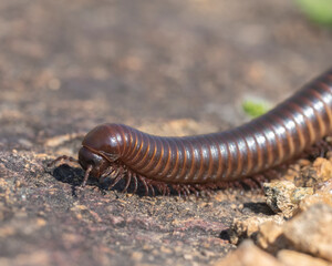 Millipede