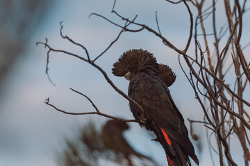 Glossy Black Cockatoo sitting in a tree