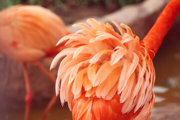 feathers of pink flamingo bird © Jessica