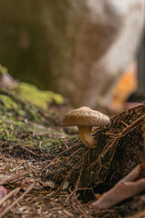 Mushroom on the Forest Floor growing out of the side of a mound