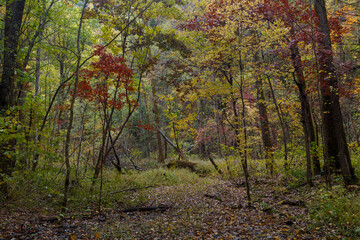 Sikhote-Alin Biosphere Reserve. Far Eastern autumn taiga. Dense impassable autumn forest.