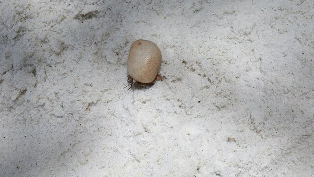hermit crabs in shells on sandy beach