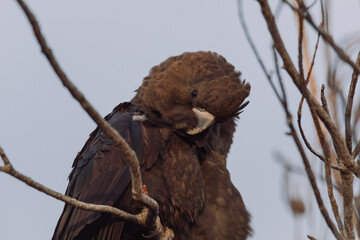 Glossy Black Cockatoo sitting in a tree