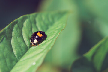 ladybird on leaf