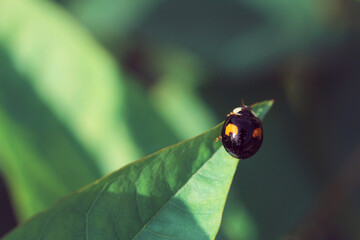 ladybug on leaf