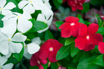 Fototapeta premium 花