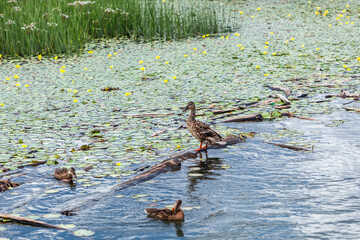 The Mallard bird in its natural habitat on the river. Razdelnaya River, Berdsk, Western Siberia