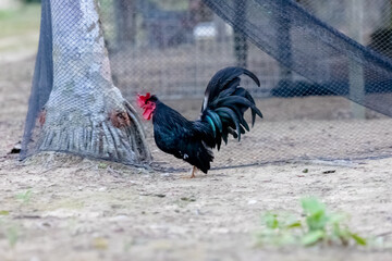 rooster in the farm