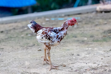 rooster in the farm