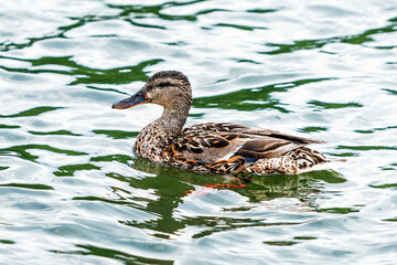 The Mallard bird in its natural habitat on the river. Razdelnaya River, Berdsk, Western Siberia