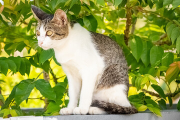 cat in the garden