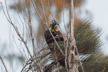 Glossy Black Cockatoo sitting in a tree