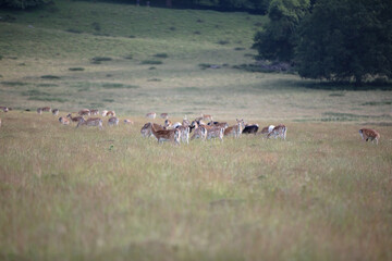 Nice shot of deer in a field © Katarzyna Kedziora/Wirestock