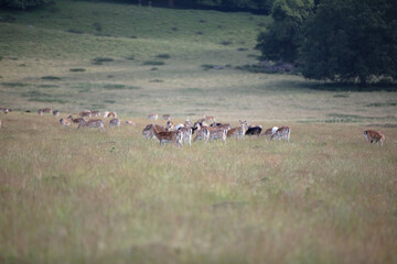 Nice shot of deer in a field