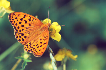 yellow butterfly on flower