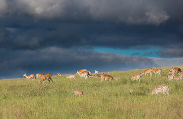 Nice shot of deer in a field © Katarzyna Kedziora/Wirestock
