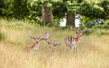 Nice shot of deer in wilderness © Katarzyna Kedziora/Wirestock