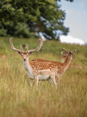 Nice shot of deer in wildernes © Katarzyna Kedziora/Wirestock
