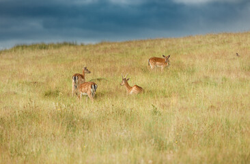 Nice shot of deer in a field © Katarzyna Kedziora/Wirestock