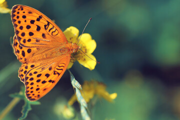Obraz premium yellow butterfly on a flower
