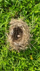 Bird's nest with one egg after falling from the tree 
