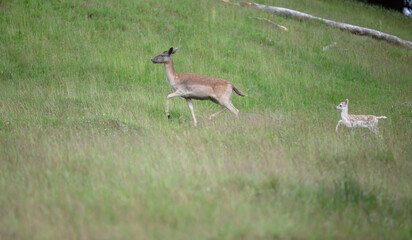 Nice shot of deer in wilderness © Katarzyna Kedziora/Wirestock