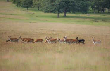 Nice shot of deer in wilderness © Katarzyna Kedziora/Wirestock
