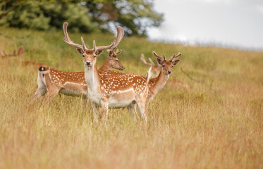 Nice shot of deer in wilderness © Katarzyna Kedziora/Wirestock