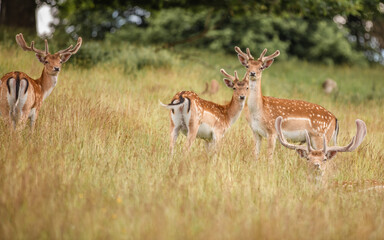 Nice shot of deer in wilderness © Katarzyna Kedziora/Wirestock