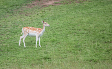 Nice shot of a young deer in wilderness © Katarzyna Kedziora/Wirestock