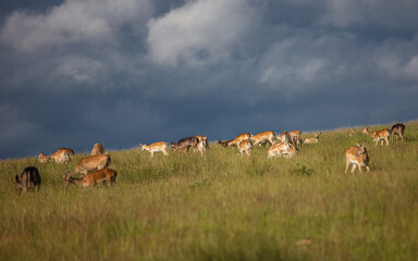 Nice shot of deer in wilderness © Katarzyna Kedziora/Wirestock