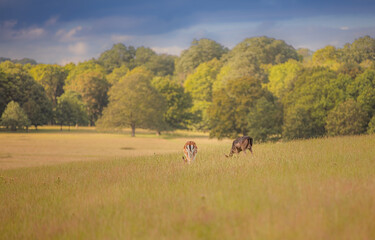 Nice shot of deer in wilderness © Katarzyna Kedziora/Wirestock