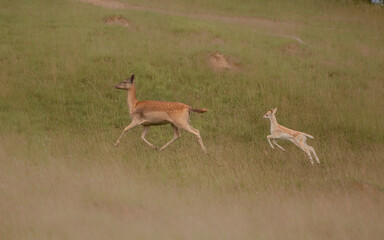 Nice shot of deer in wilderness © Katarzyna Kedziora/Wirestock