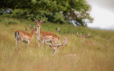 Nice shot of deer in wilderness © Katarzyna Kedziora/Wirestock