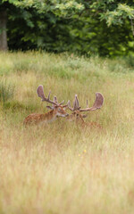 Nice shot of deer in wilderness © Katarzyna Kedziora/Wirestock
