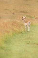 Shot of deer in a field © Katarzyna Kedziora/Wirestock