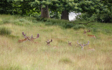 Shot of deer in a field © Katarzyna Kedziora/Wirestock